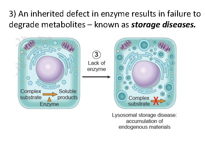 3) An inherited defect in enzyme results in failure to degrade metabolites – known