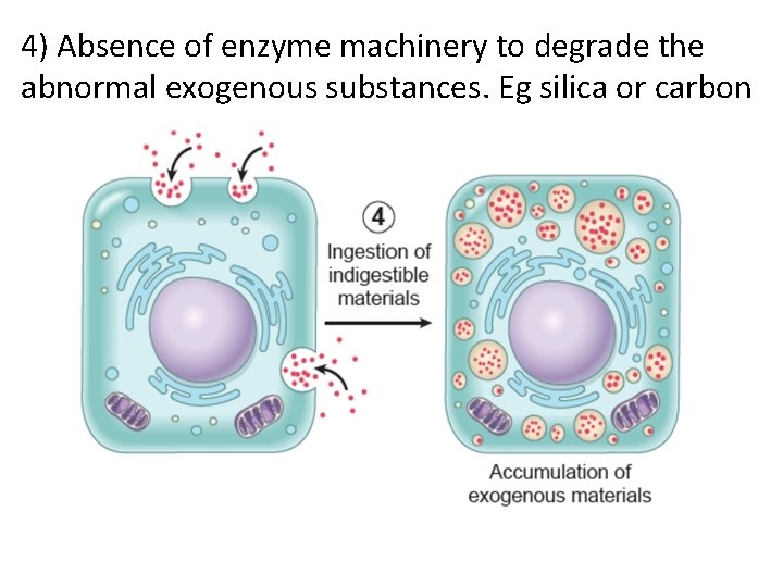 4) Absence of enzyme machinery to degrade the abnormal exogenous substances. Eg silica or