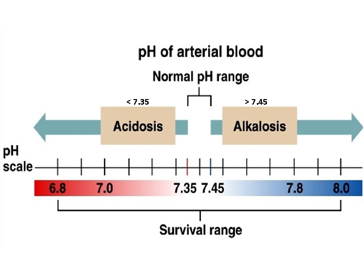 < 7. 35 > 7. 45 