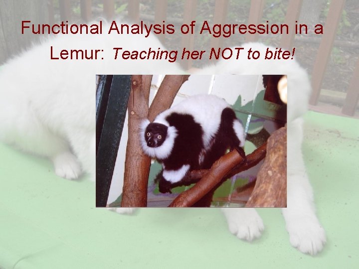 Functional Analysis of Aggression in a Lemur: Teaching her NOT to bite! 