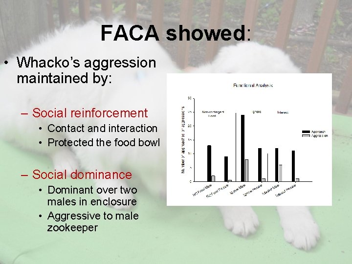 FACA showed: • Whacko’s aggression maintained by: – Social reinforcement • Contact and interaction