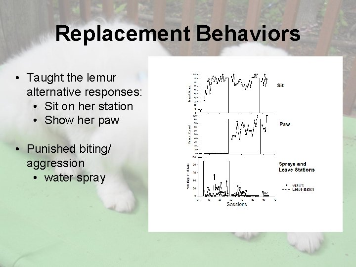 Replacement Behaviors • Taught the lemur alternative responses: • Sit on her station •