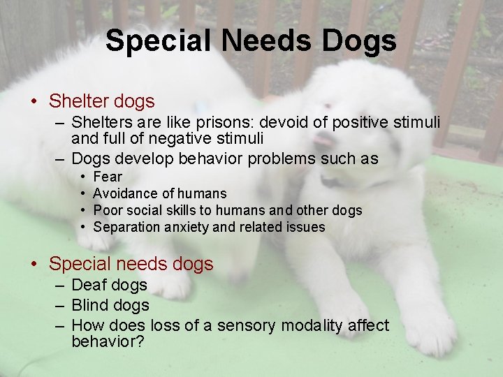 Special Needs Dogs • Shelter dogs – Shelters are like prisons: devoid of positive