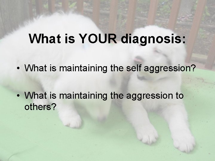What is YOUR diagnosis: • What is maintaining the self aggression? • What is
