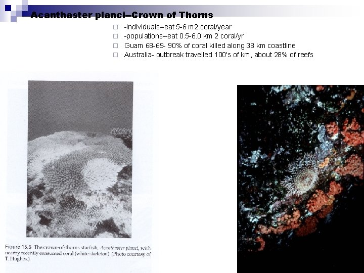 Acanthaster planci--Crown of Thorns -individuals--eat 5 -6 m 2 coral/year ¨ -populations--eat 0. 5