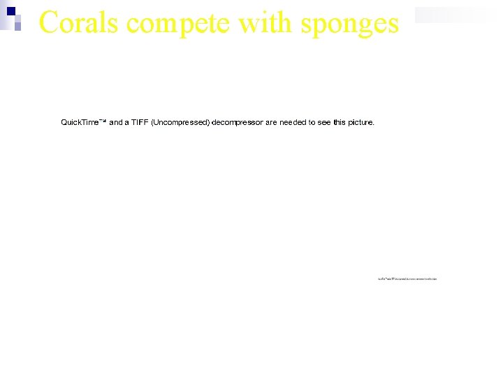 Corals compete with sponges 