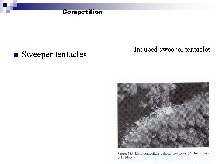 Competition n Sweeper tentacles Induced sweeper tentacles 