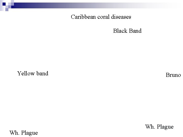 Caribbean coral diseases Black Band Yellow band Wh. Plague Bruno Wh. Plague 