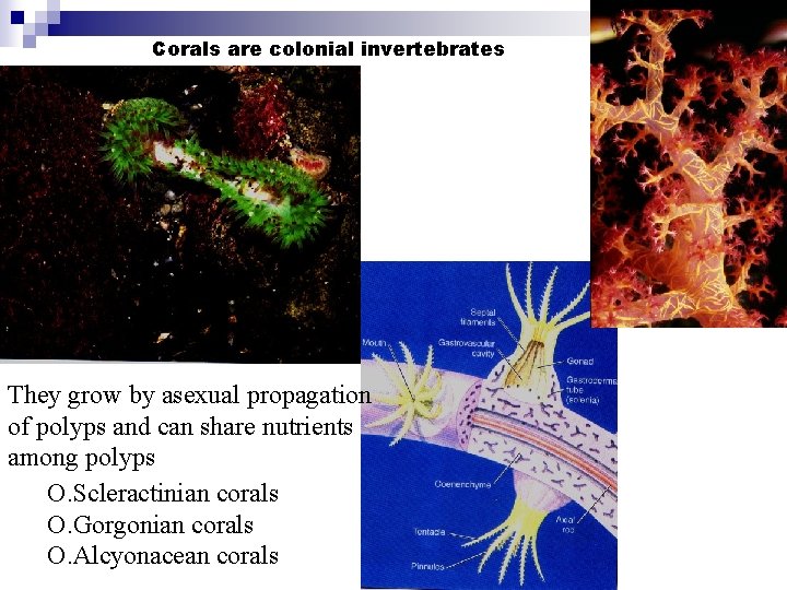 Corals are colonial invertebrates They grow by asexual propagation of polyps and can share