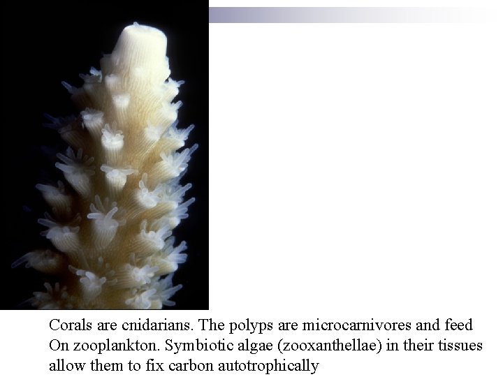 Corals are cnidarians. The polyps are microcarnivores and feed On zooplankton. Symbiotic algae (zooxanthellae)