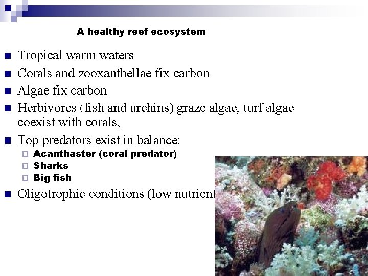 A healthy reef ecosystem n n n Tropical warm waters Corals and zooxanthellae fix