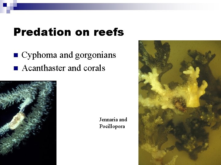 Predation on reefs n n Cyphoma and gorgonians Acanthaster and corals Jennaria and Pocillopora