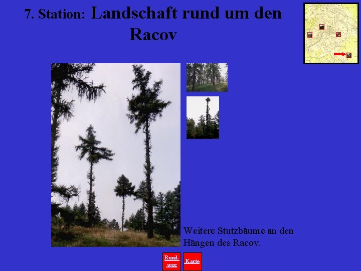 7. Station: Landschaft rund um den Racov Weitere Stutzbäume an den Hängen des Racov.