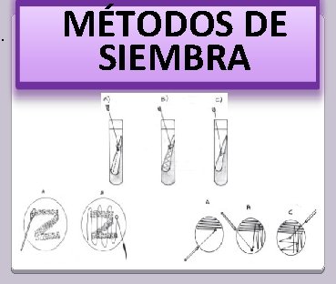 . MÉTODOS DE SIEMBRA 