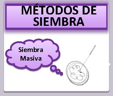 MÉTODOS DE SIEMBRA Siembra Masiva 