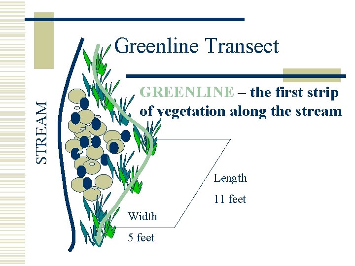 STREAM Greenline Transect GREENLINE – the first strip of vegetation along the stream Length