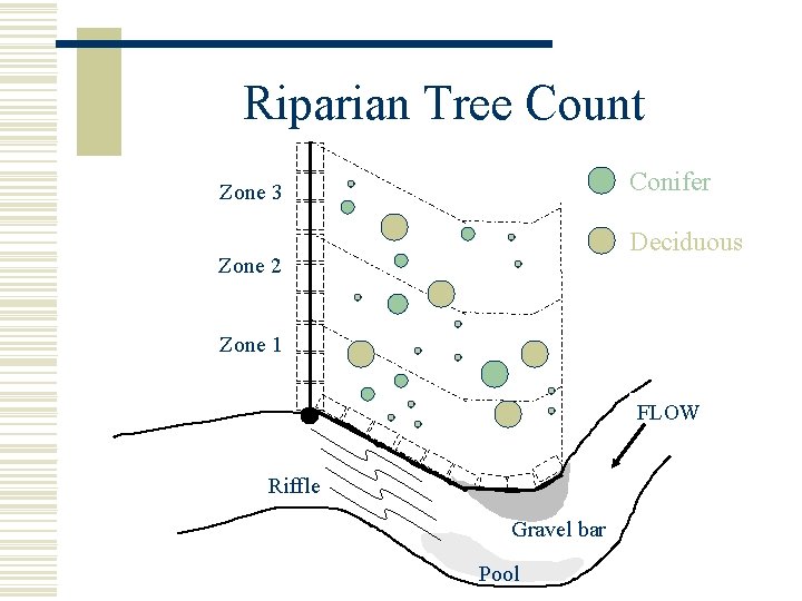Riparian Tree Count Conifer Zone 3 Deciduous Zone 2 Zone 1 FLOW Riffle Gravel