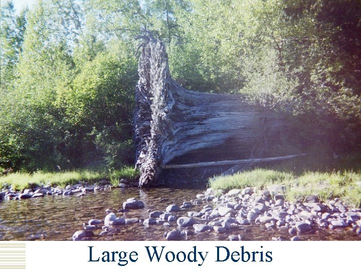 Large Woody Debris 