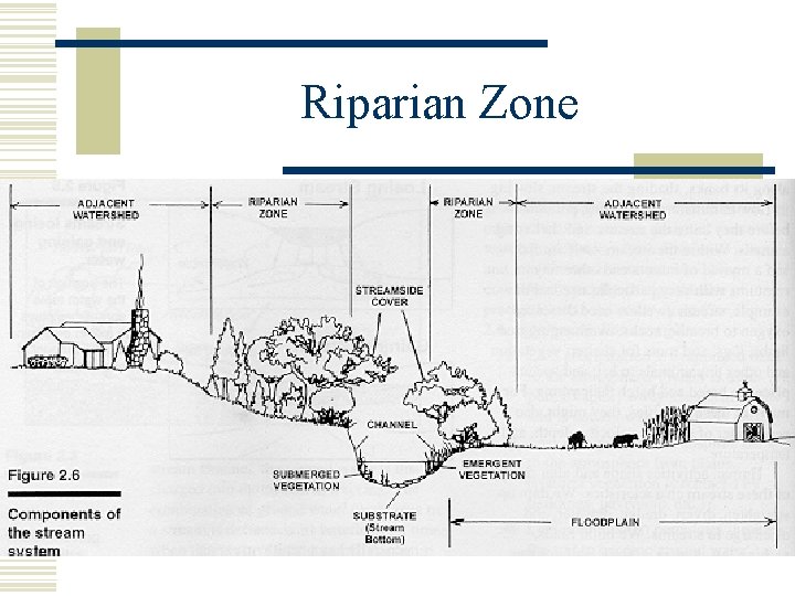 Riparian Zone 