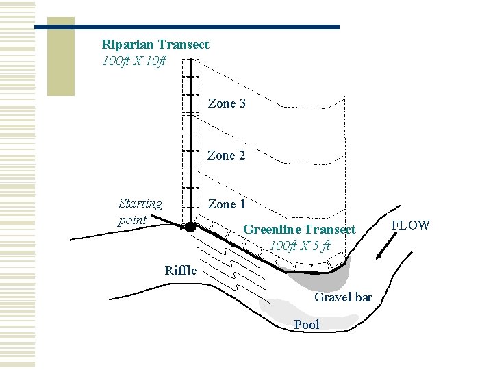 Riparian Transect 100 ft X 10 ft Zone 3 Zone 2 Starting point Zone