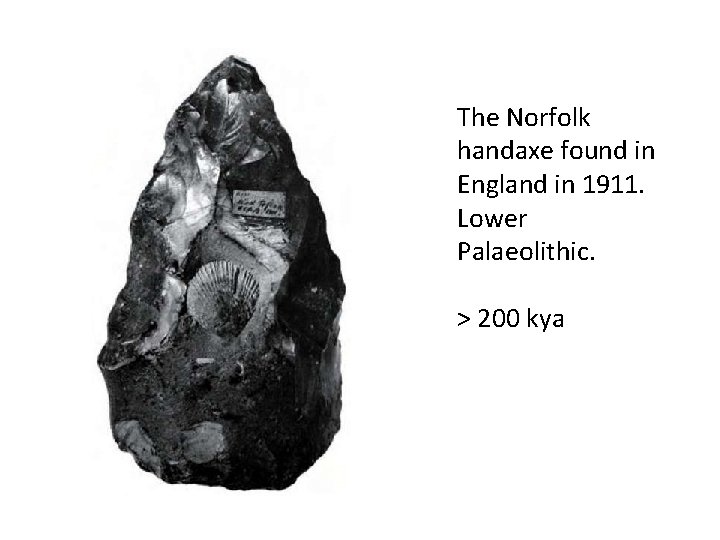 The Norfolk handaxe found in England in 1911. Lower Palaeolithic. > 200 kya 