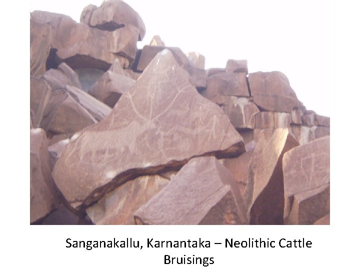 Sanganakallu, Karnantaka – Neolithic Cattle Bruisings 