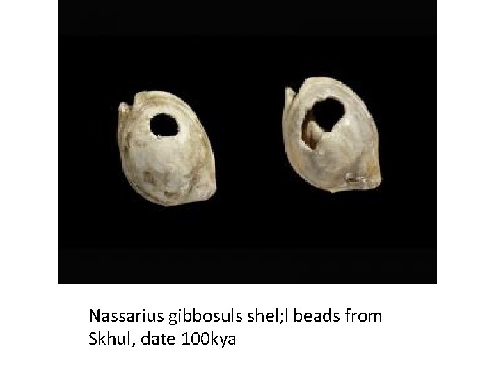 Nassarius gibbosuls shel; l beads from Skhul, date 100 kya 