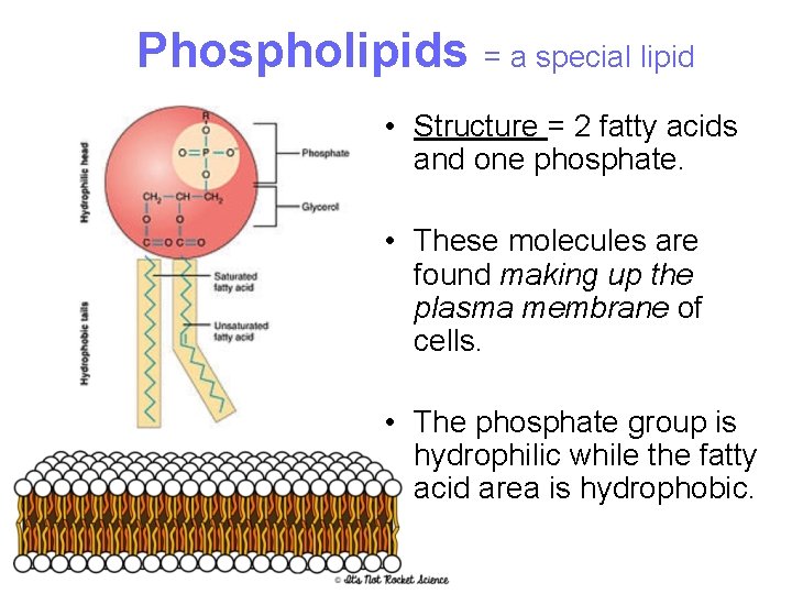 Phospholipids = a special lipid • Structure = 2 fatty acids and one phosphate.
