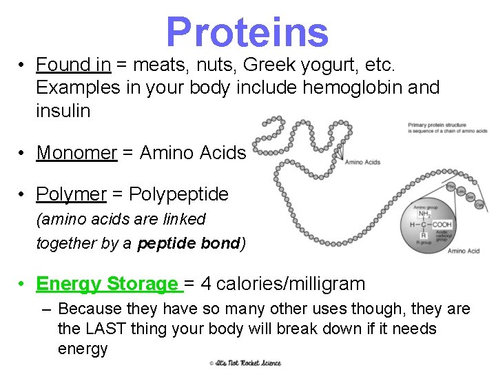 Proteins • Found in = meats, nuts, Greek yogurt, etc. Examples in your body