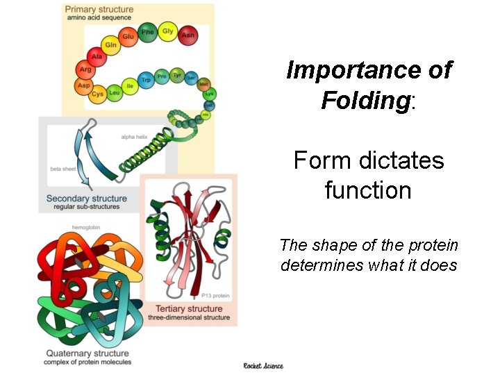 Importance of Folding: Form dictates function The shape of the protein determines what it