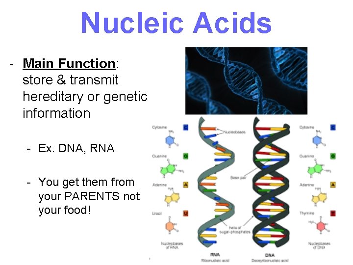 Nucleic Acids - Main Function: store & transmit hereditary or genetic information - Ex.