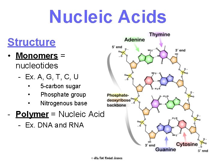 Nucleic Acids Structure • Monomers = nucleotides - Ex. A, G, T, C, U