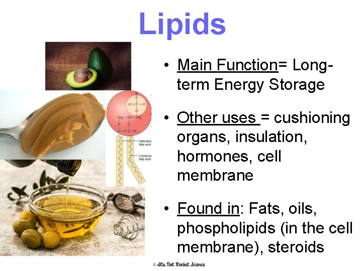 Lipids • Main Function= Longterm Energy Storage • Other uses = cushioning organs, insulation,