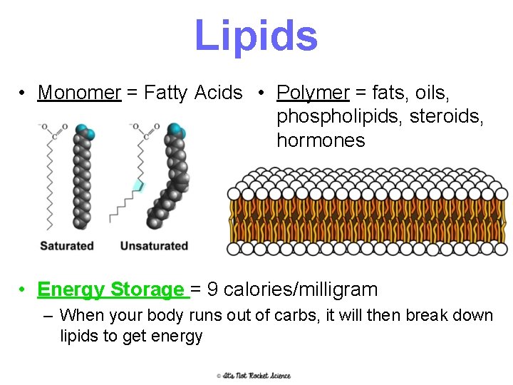 Lipids • Monomer = Fatty Acids • Polymer = fats, oils, phospholipids, steroids, hormones