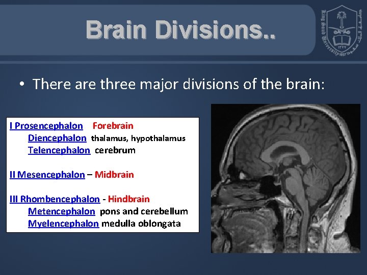 Brain Divisions. . • There are three major divisions of the brain: I Prosencephalon