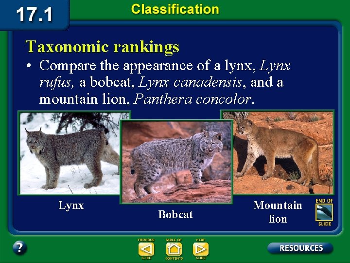 Taxonomic rankings • Compare the appearance of a lynx, Lynx rufus, a bobcat, Lynx