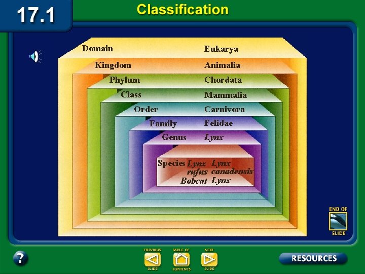 Domain Eukarya Kingdom Animalia Chordata Phylum Class Mammalia Carnivora Order Family Genus Felidae Lynx