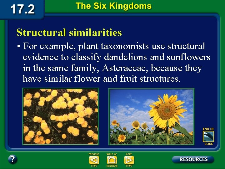 Structural similarities • For example, plant taxonomists use structural evidence to classify dandelions and