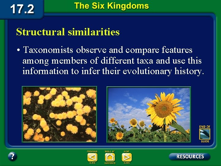 Structural similarities • Taxonomists observe and compare features among members of different taxa and