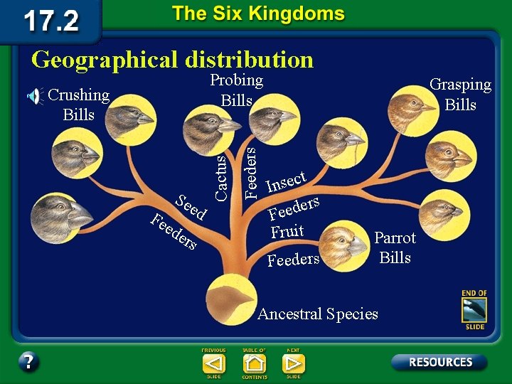 Geographical distribution Se ed Fe ed ers Feeders Crushing Bills Cactus Probing Bills Grasping