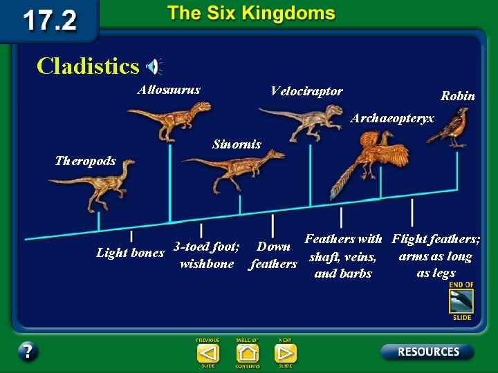 Cladistics Allosaurus Velociraptor Robin Archaeopteryx Sinornis Theropods Feathers with Flight feathers; 3 -toed foot;