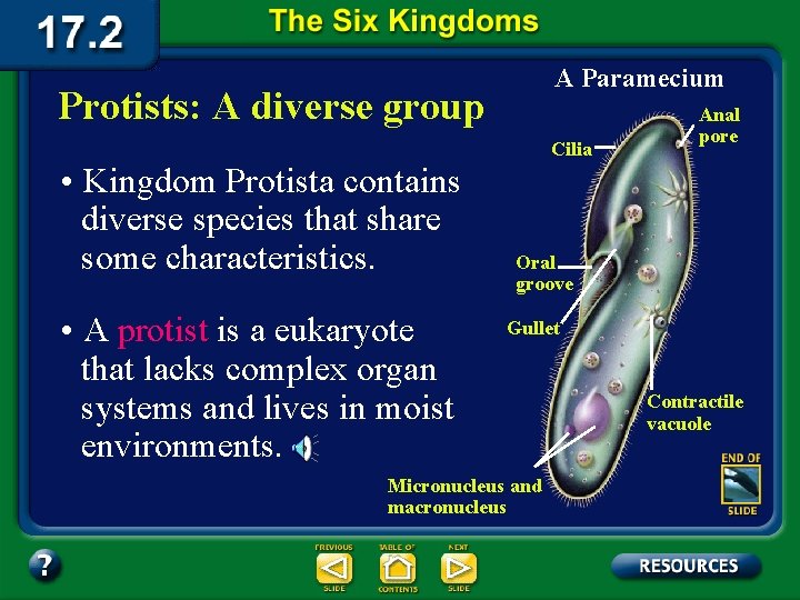 A Paramecium Protists: A diverse group • Kingdom Protista contains diverse species that share