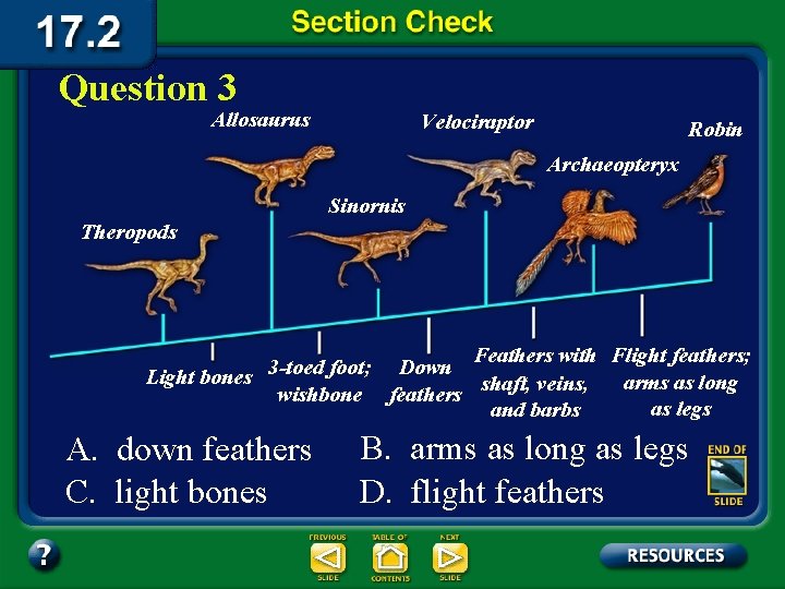 Question 3 Allosaurus Velociraptor Robin Archaeopteryx Sinornis Theropods Feathers with Flight feathers; 3 -toed