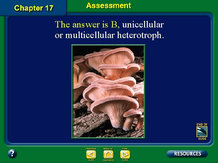 The answer is B, unicellular or multicellular heterotroph. 