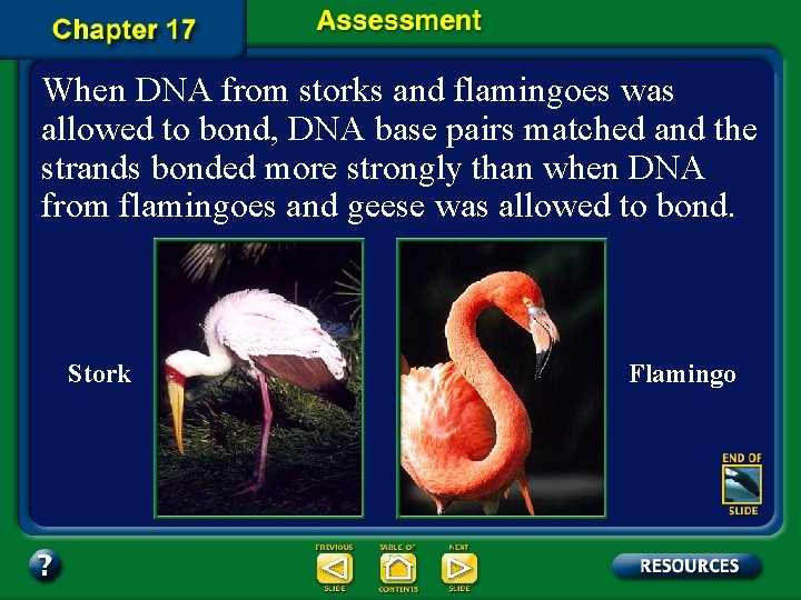 When DNA from storks and flamingoes was allowed to bond, DNA base pairs matched