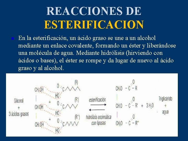 REACCIONES DE ESTERIFICACION n En la esterificación, un ácido graso se une a un