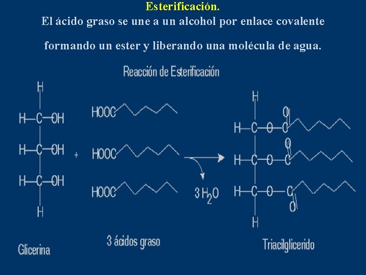 Esterificación. El ácido graso se une a un alcohol por enlace covalente formando un