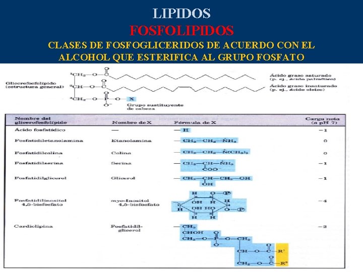 LIPIDOS FOSFOLIPIDOS CLASES DE FOSFOGLICERIDOS DE ACUERDO CON EL ALCOHOL QUE ESTERIFICA AL GRUPO