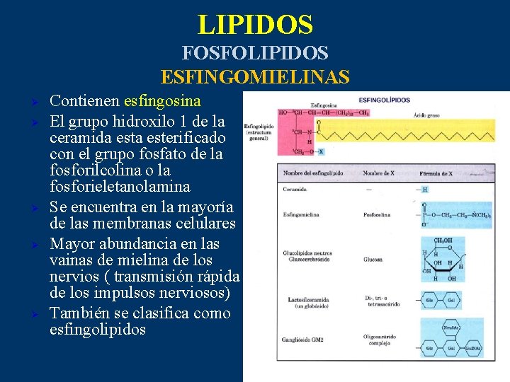 LIPIDOS FOSFOLIPIDOS ESFINGOMIELINAS Ø Ø Ø Contienen esfingosina El grupo hidroxilo 1 de la