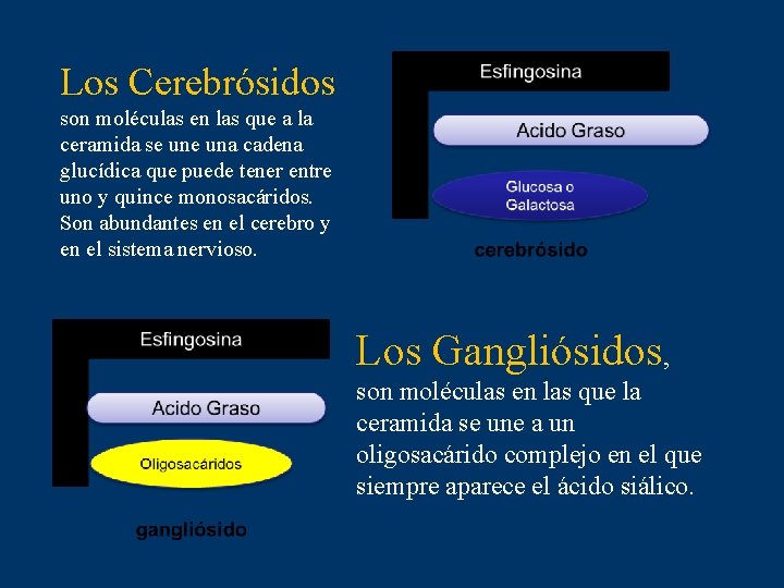 Los Cerebrósidos son moléculas en las que a la ceramida se una cadena glucídica